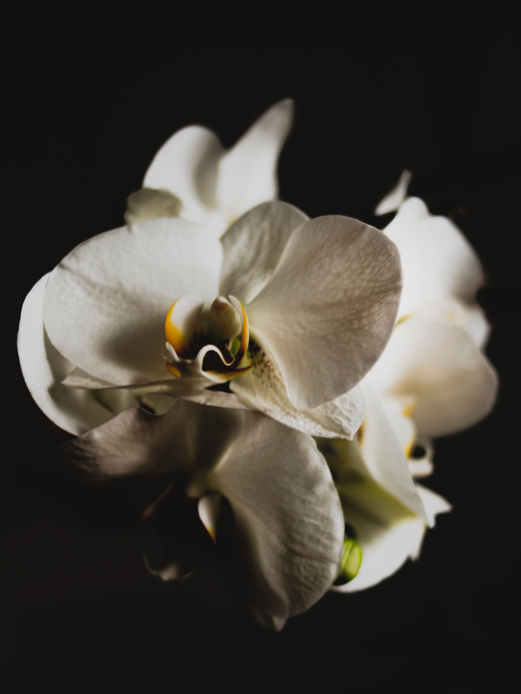 Close-up Photo of White Orchid in Black Background