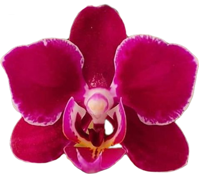 Purple Orchid Summer Tropical Flower